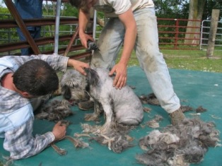 shearing the ugliest alpaca....