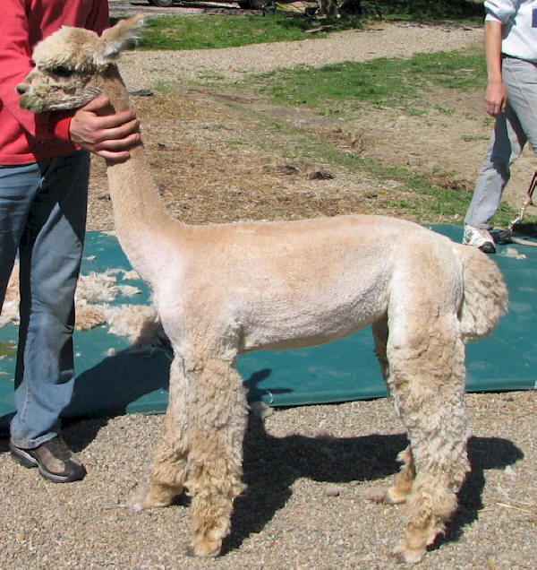 Alpaca Shearing and Shearers )