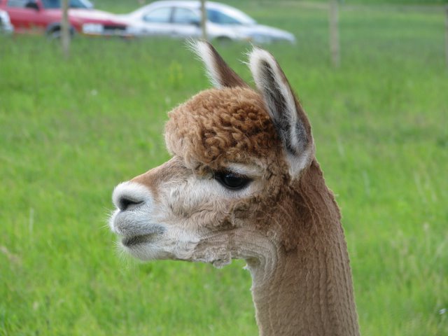 Shear Heaven Alpaca & Merino Sheep Farm Products, Tourist Attraction